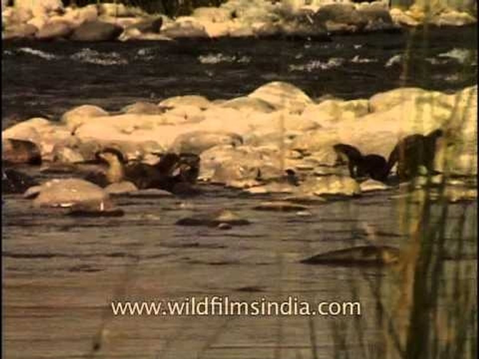Corbett national park 3
