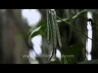 Vegetables and forbidden fruits: Ziro farms and orchids