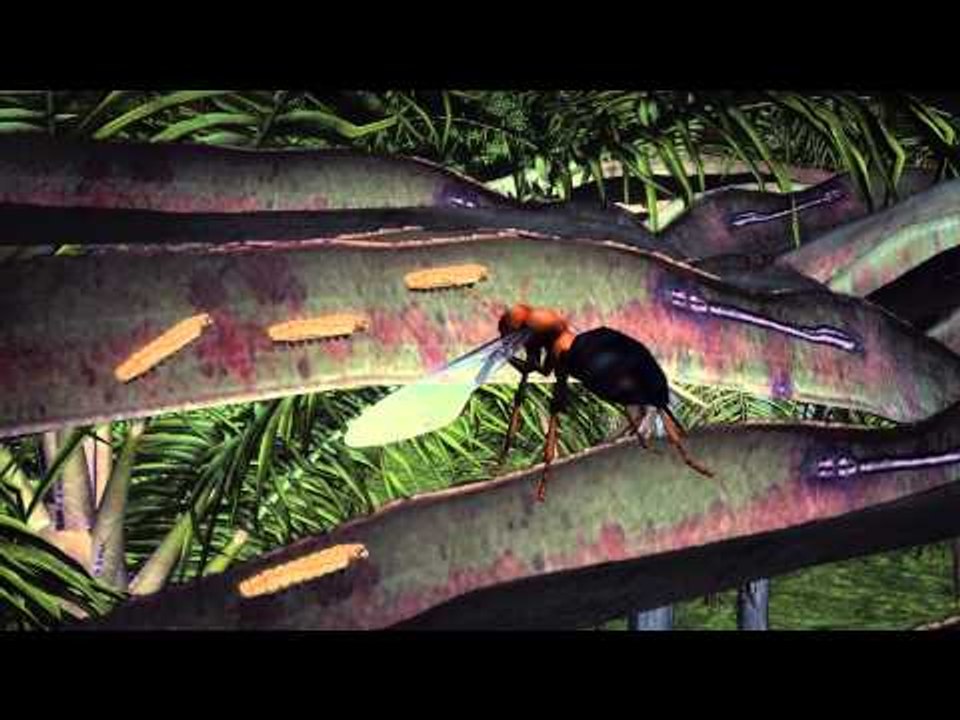 Thailand to release 200 million wasps to fight coconut pest