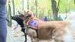 [Événement] Inauguration d'un espace détente pour les chiens guides d'aveugles au Jardin du Luxembourg