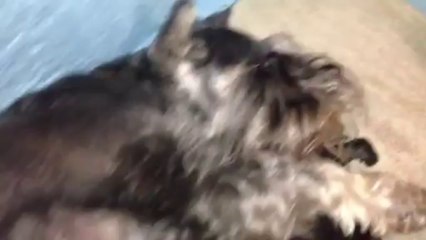 Chiots de race Schnauzer nain ( l'ge de 16 jours)