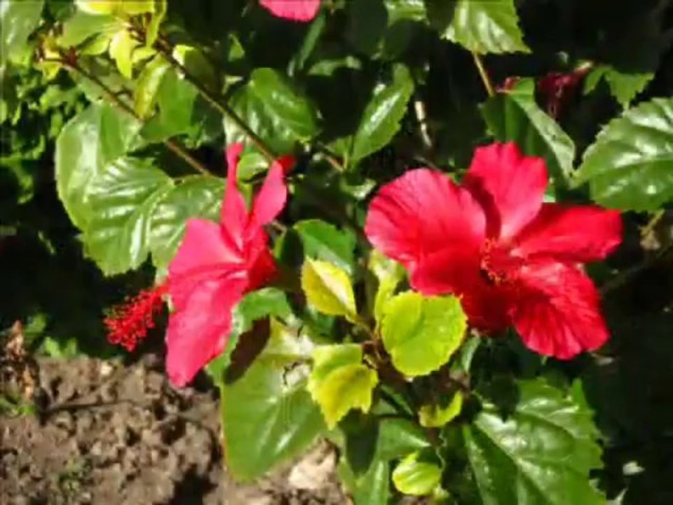 Gayab Hoke - Gayab (2004) Full Song