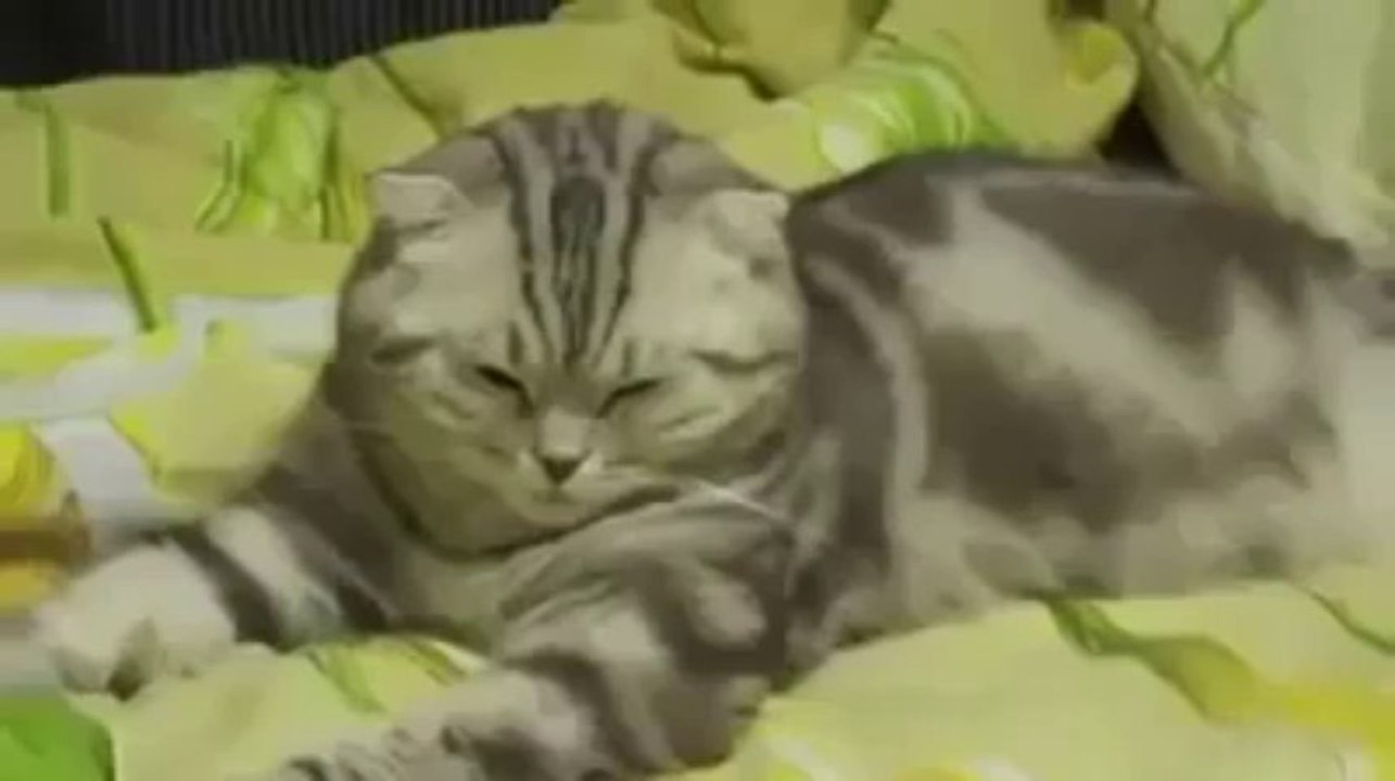 Cute cat tries not to sleep