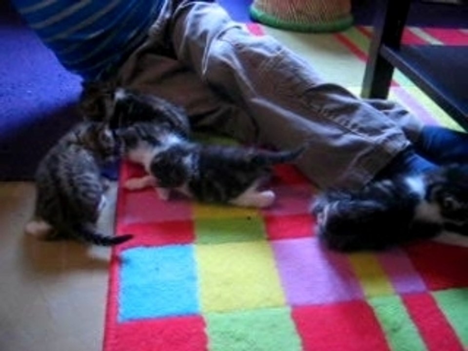 Chatons1