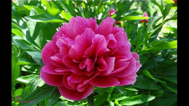 CELINE DION Chic ტუალეტის წყალი სპრეი