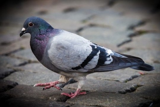 ZAPPING ACTU DU 25/10/2013 - Des pigeons belges dopés à la cocaïne