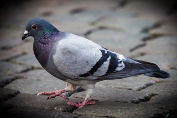 ZAPPING ACTU DU 25/10/2013 - Des pigeons belges dopés à la cocaïne