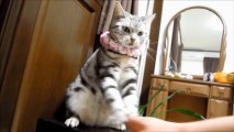 Playful Cat Loves to Hold Hands with Owner