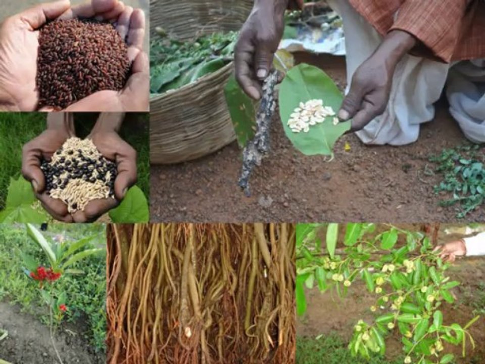 Black Rice Formulations in Traditional Healing: Pankaj Oudhia’s Medicinal Plant Database-213