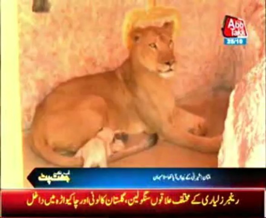 Multan baby lion born