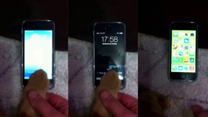 Chat déverrouille un iPhone 5s avec sa patte