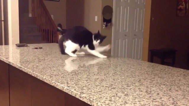 Clumsy Cats Compilation. The cutest but mot ridiculous kittens ever!