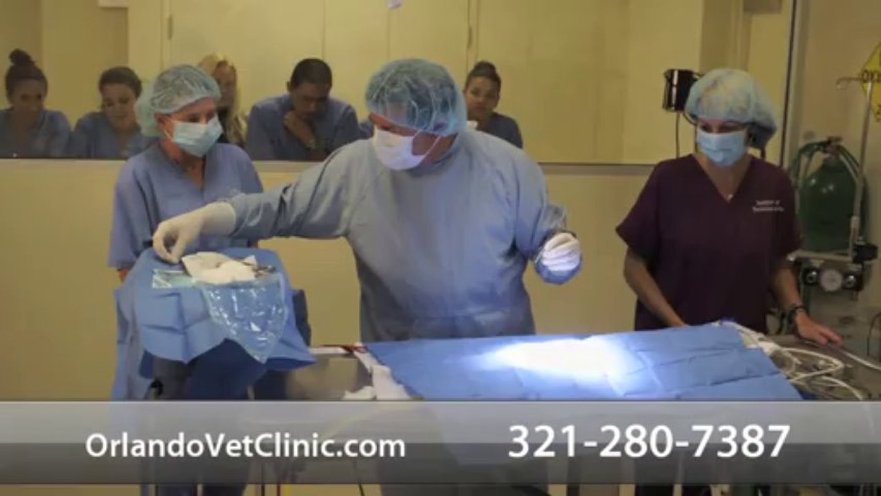 Welcome to Institute of Technical Arts Veterinary Clinic