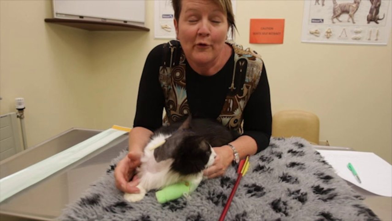 Moo Moo le chat avec une flèche empalé dans la tête