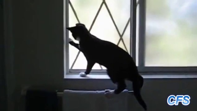 Des chats maladroits mais tellement mignons - Compilation.