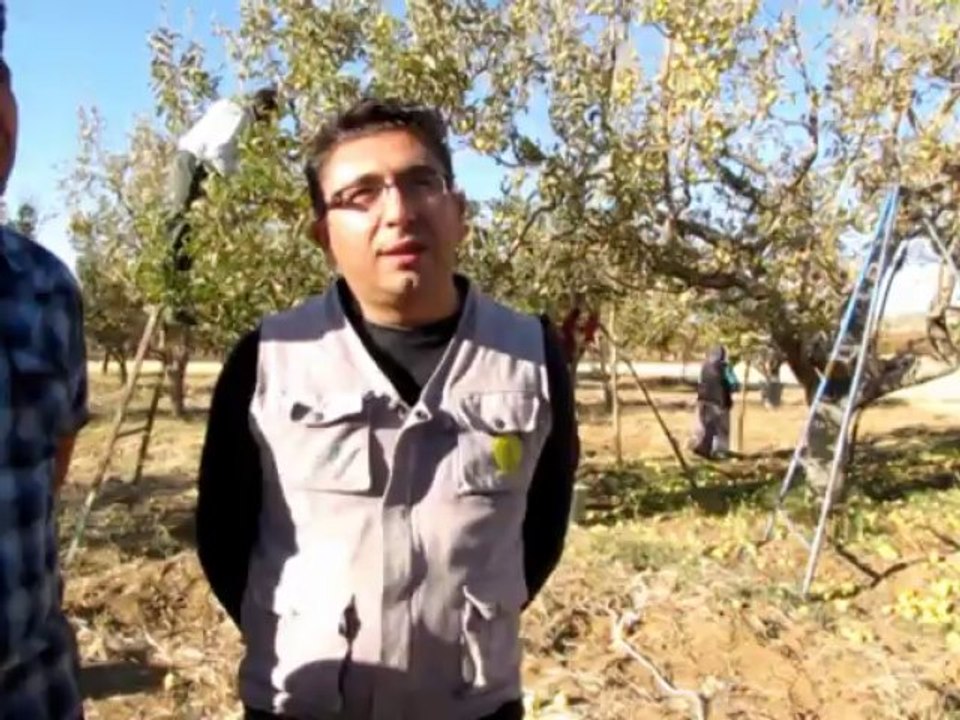 Elma üreticileri sezondan memnun değil