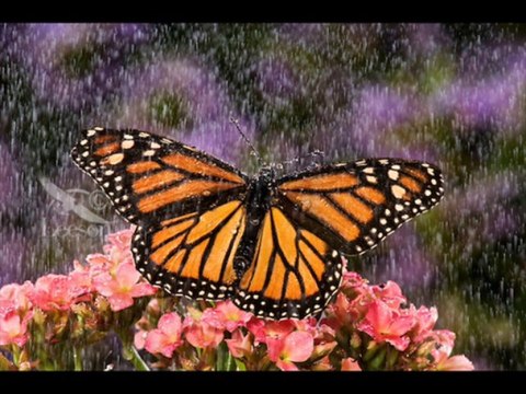 Butterflies In The Rain-Bob Causer