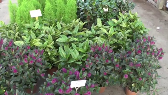 B.A. CHRYSANTHEMES A CHAMBLY