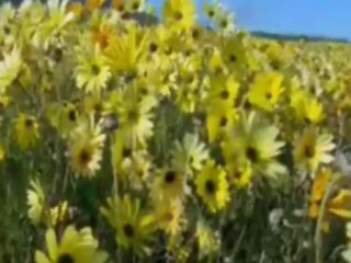 ahmad zahir Majlisi (Bahar Amad) bahar now roze now mubarak Doostan