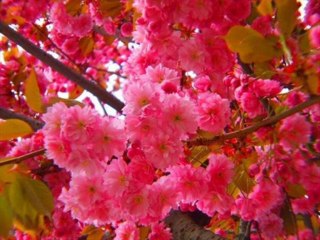 Ahmad zahir emshab shoda am mast