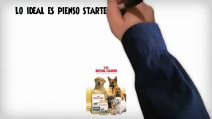 Aqui Alimento Para Cachorro Schnauzer Miniatura