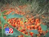 Rain results in bad crop, tomato prices pinch pockets, Sabarkantha - Tv9 Gujarat