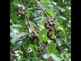 SALMOS CAP 96  - A BIBLIA NA LINGUAGEM DE HOJE