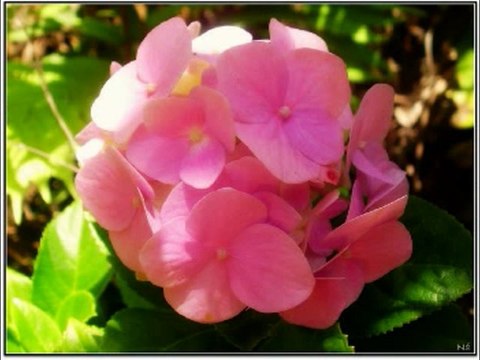 SALMOS CAP 100 - A BIBLIA NA LINGUAGEM DE HOJE