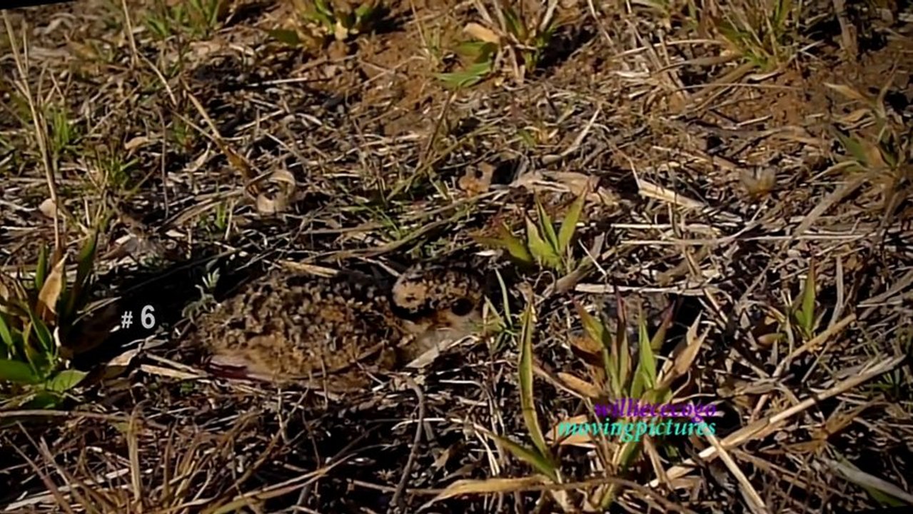 Crowned Plover Chick_2  _ 720p_6M