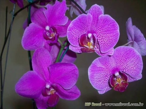 SALMOS CAP 127 - A BIBLIA NA LINGUAGEM DE HOJE