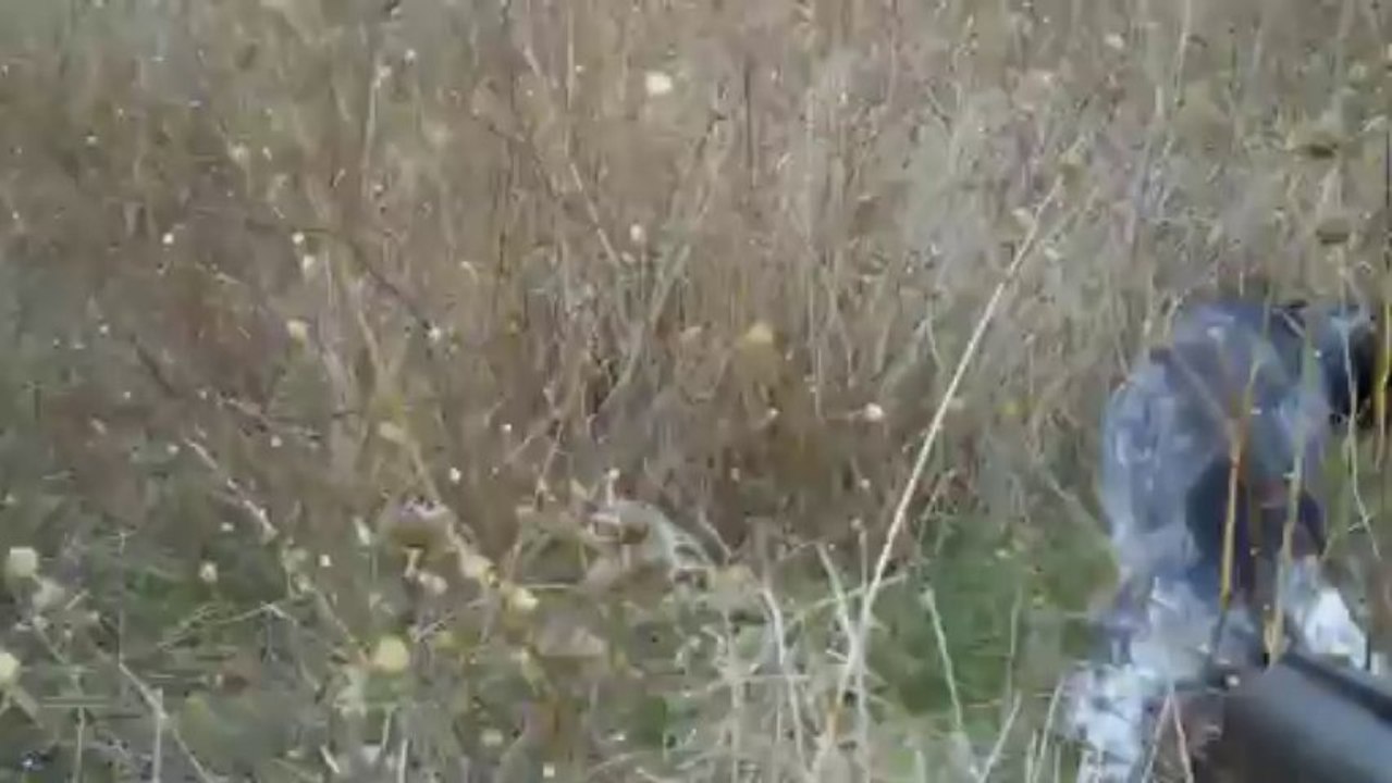 Setter.. KORSAN & LENA