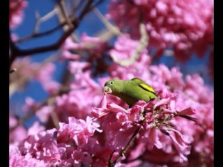 SALMOS CAP 133  - A BIBLIA NA LINGUAGEM DE HOJE