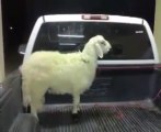 Funny Angry Sheep Stamps The Ground of a Pick Up Truck!!