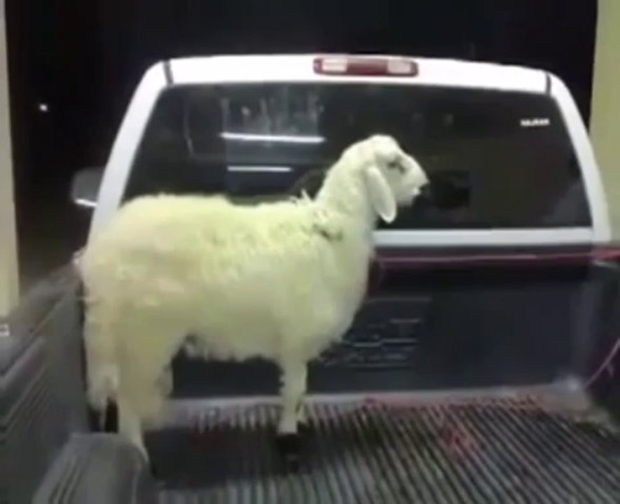 Funny Angry Sheep Stamps The Ground of a Pick Up Truck!!