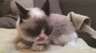 Grumpy Cat filmed in Slow Motion!!