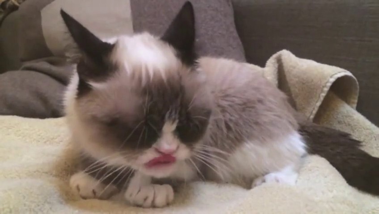Grumpy Cat filmed in Slow Motion!!