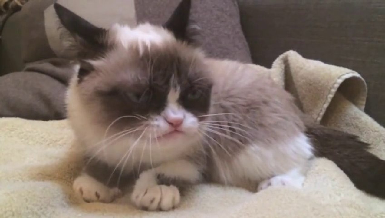 Un chat grincheux filmé en slow motion !