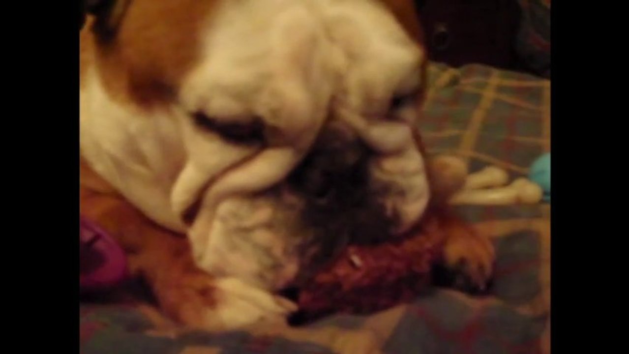 Compilation de Bulldogs trop craquant... ou trop débiles!!!