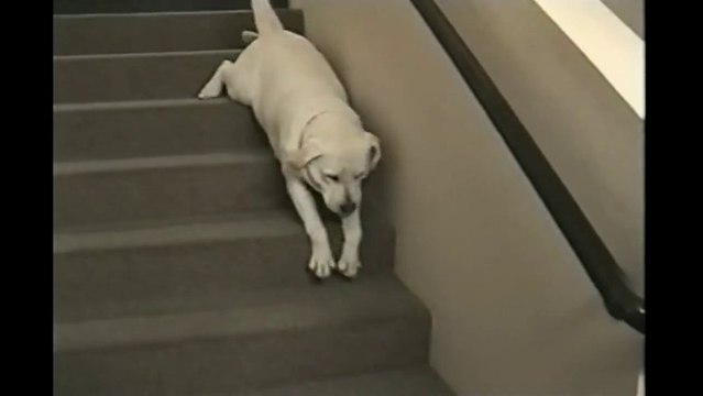 Un labrador flemmard qui descend les escaliers couché!
