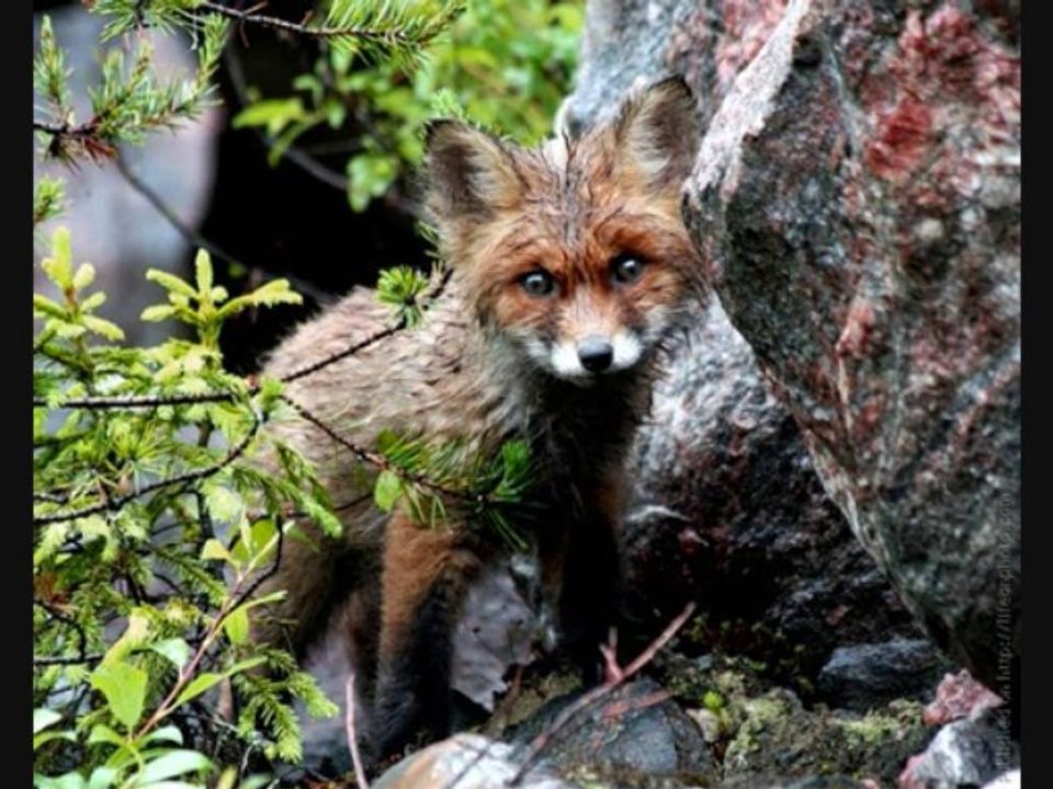 nos amis les animaux_0001