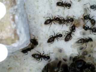 Lasius sp sortie cocon 1