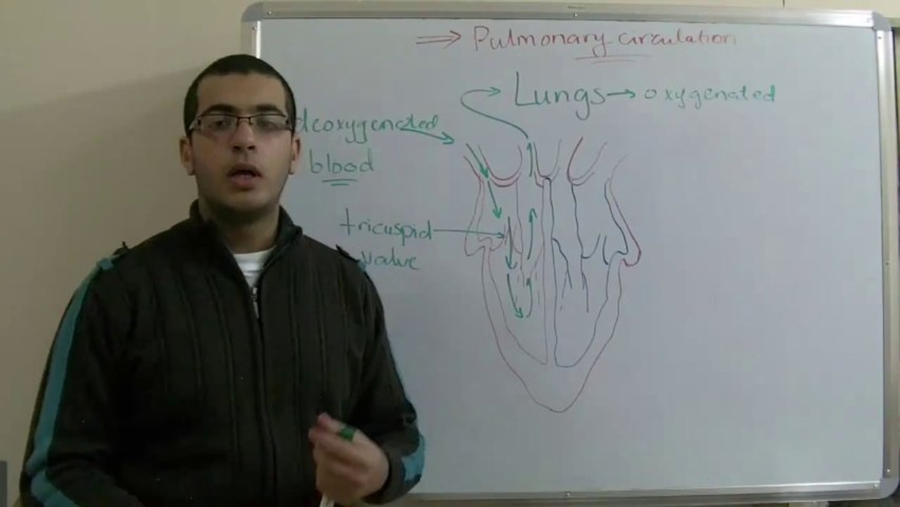 Biology - Chapter 2 - Transport - part 14 (Pulmonary circulation) - Abdallah Reda El Sayed