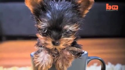 Le chien le plus petit du monde. Trop Mignon.