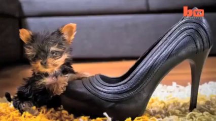 Cute Worlds Smallest Dog