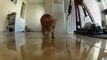 Des chats qui jouent avec un pointeur Laser... Filmé à la GoPro! Enorme...