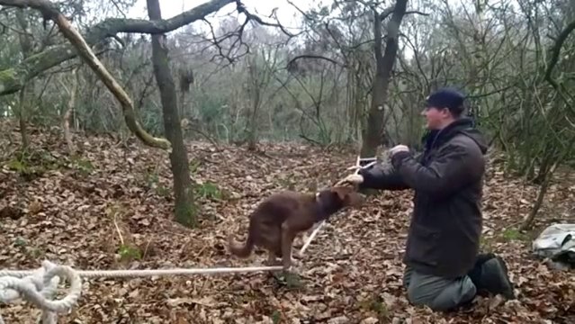 Slackline Dog - Amazing Acrobatic Dog - Walking On The Slackline