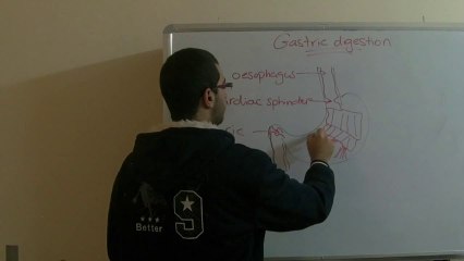 Biology - Chapter 1 - Nutrition - part 20 (Gastric digestion) - Abdallah Reda el Sayed - YouTube