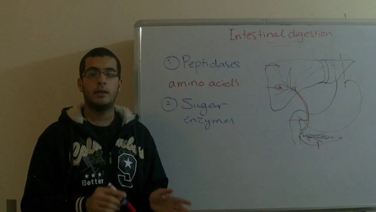 Biology - Chapter 1 - Nutrition - part 21 (Intestinal digestion) - Abdallah Reda el Sayed - YouTube