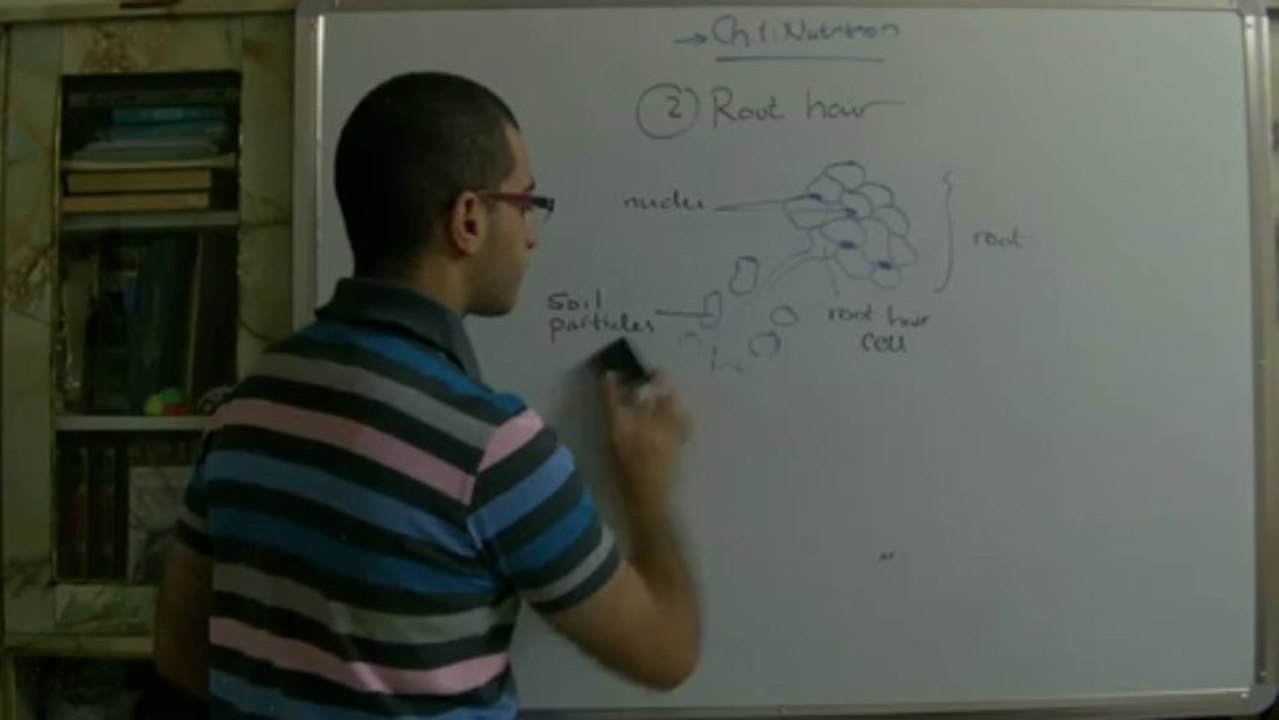 Biology - Chapter 1 - Nutrition - part 2 (Root hairs)  - Abdallah Reda el Sayed
