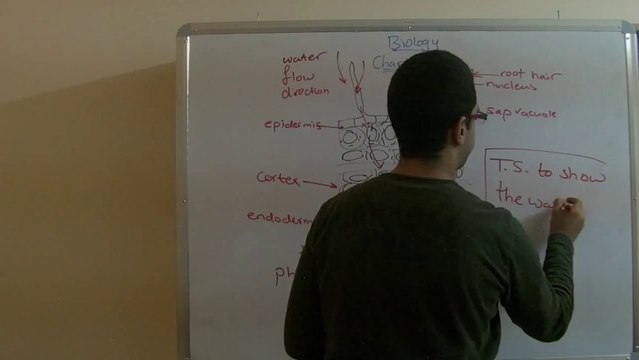 Biology - Chapter 1 - Nutrition - part 5 (Water pathway through the root) - Abdallah Reda el Sayed - YouTube